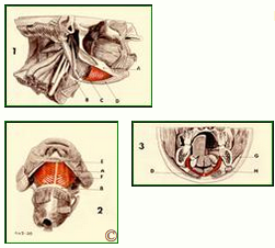De hyoide muskler Anatomionline.dk